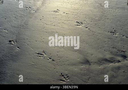 Vogelspuren im feuchten Schlamm Stockfoto