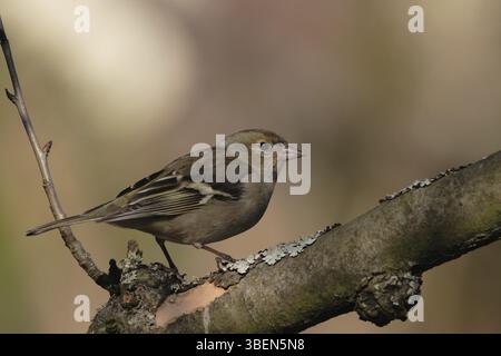 Kaffinch (weiblich) in gehockter Position (Fringilla Coelebs) Stockfoto