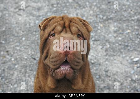 Shar-Pei (Canis Lupus familiaris) Stockfoto