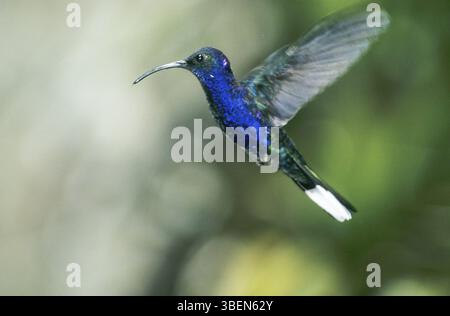 Violette Schabbardwing (Campylopterus hemileucurus) Stockfoto