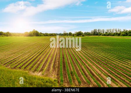 Grosse Karottenplantage auf landwirtschaftlich bewirtschaftetem Ackerland Stockfoto