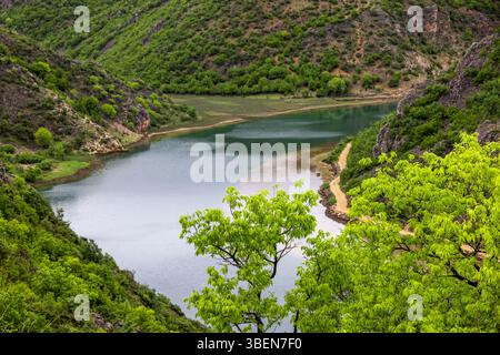 Eine europäische Brennnessel (Celtis australis) mit grünen Blättern (R), auch mediterrane Hackbeere, vor der Schlucht des Flusses Zrmanja, Kroatien, Europa Stockfoto