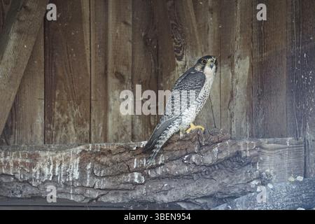 Wüstenfalke (Falco pelegrinoides) Stockfoto