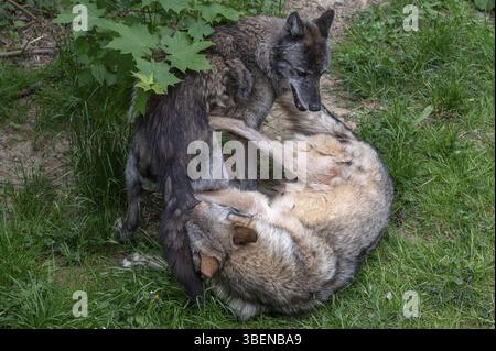 Wolfsfrau spielt mit ihrem Welpen (Canis Lupus), Wildpark, Bayern, Deutschland, Europa Stockfoto