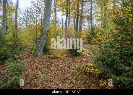 Europäische Buche (Fagus sylvatica), gefärbte Blätter im Herbst in einem buchenwald, Bayern, Deutschland, Europa Stockfoto