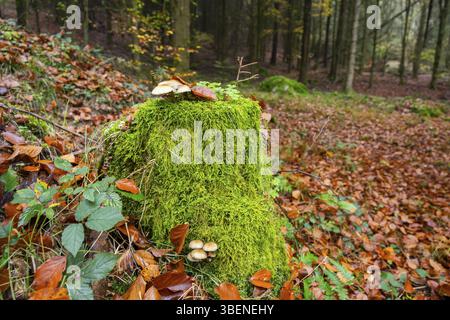 Kuehneromyces Pilze wachsen auf einem alten Baumstamm in einem Wald im Herbst, Bayern, Deutschland, Europa Stockfoto