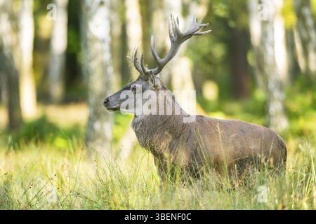 Hirsch (Cervus elaphus) Hirsch auf einer Wiese, Bayern, Deutschland, Europa Stockfoto