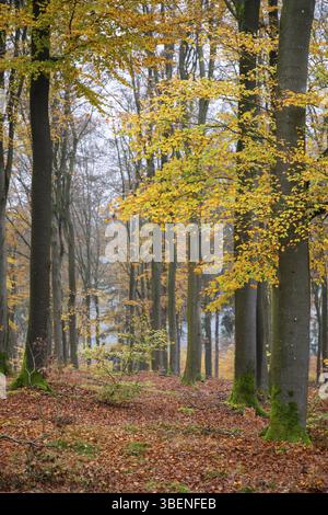 Europäische Buche (Fagus sylvatica), gefärbte Blätter im Herbst in einem buchenwald, Bayern, Deutschland, Europa Stockfoto