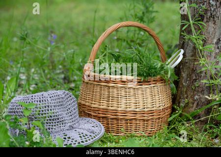 Korb aus Weidenholz mit Kräutern in der Nähe des Baumes, weiße Schere am Griff, gehäkelter Sommerhut auf grünem Gras, friedliche ländliche Szene, Frühling Stockfoto