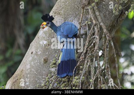 Riesenturaco (Corythaeola cristata) Stockfoto