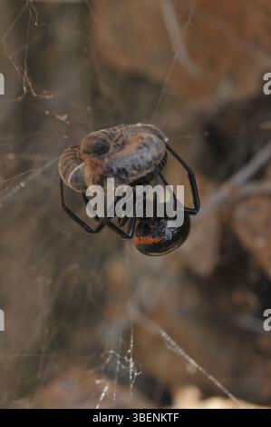 Falsche schwarze Witwe (Steatoda paykulliana) Stockfoto