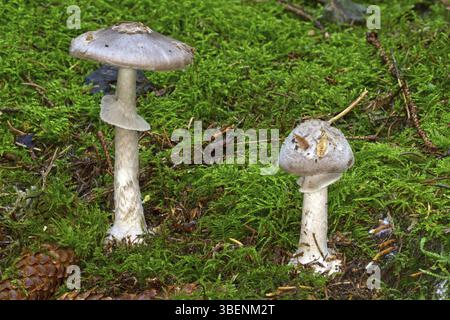 Porphyr-braune Perlstiel (Amanita porphyria) Stockfoto