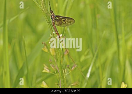 Mayfly (Ephemerella ignita) Stockfoto
