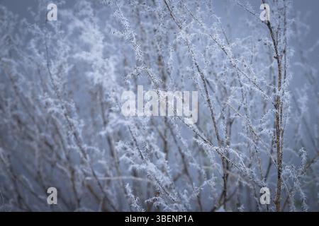 Zarter Frost bedeckt dünne Pflanzenstiele und bildet komplexe weiße Muster vor einem weichen blau-grauen Hintergrund. Stockfoto