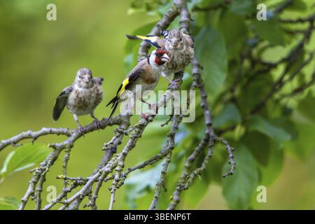 Goldfinch - mit bettelnden Jungvögeln (Carduelis carduelis) Stockfoto