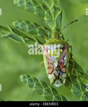 Buntrock (Cyphostethus tristriatus) Stockfoto