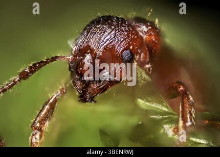 Rot-gelbe Knotenameise (Myrmica rubra) Stockfoto