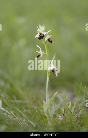 Hummel Orchidee (Ophrys holoserica) Stockfoto