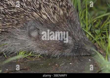 Weißbrust-Igel (Erinaceus concolor) Stockfoto