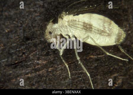 Staublaus (Psocoptera) Stockfoto
