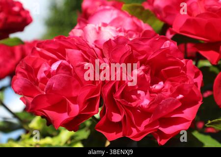Ein Haufen von drei schönen Rosen im Garten Stockfoto