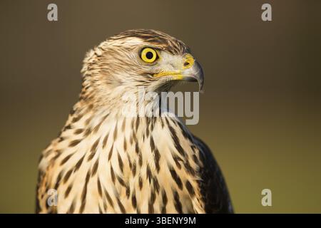 Habicht (Accipiter Gentilis) Stockfoto