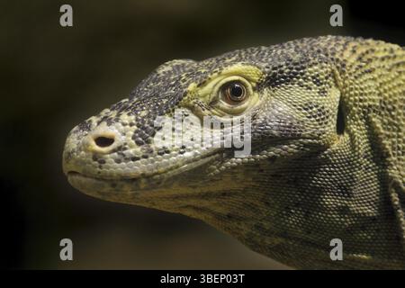 Komodo-Waran (Varanus Komodoensis) Stockfoto