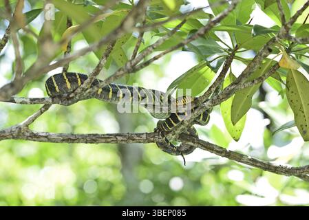 Mangroven-Nachtbaumschlange (Boiga dendrophila Multicincta) Stockfoto