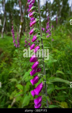 Gewöhnliche Fuchshandschuhe (Digitalis purpurea) an der Seite der alten Eisenbahnstrecken im Bole Hill Quarry, oberhalb von Grindleford, Peak District. Stockfoto