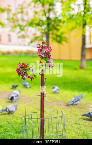 Kleiner Baum, der im Frühlingsgarten wächst. Junger blühender Baum, der an der Stützstange gebunden ist, blüht mit rosa Blüten im Park mit Tauben. Das Konzept der Ökologie Stockfoto