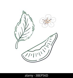 Niedliche Beeren-Illustration in Handzeichnung. Farbkontur. Pflaumensymbol auf weißem Hintergrund. Design für Postkarten, Flyer, Banner. Symbol, Schild, Aufkleber, Stock Vektor