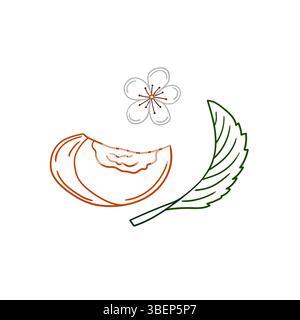 Niedliche Frucht-Illustration in Handzeichnung Stil. Aprikosensymbol auf weißem Hintergrund. Farbkontur. Design zum Ausmalen von Büchern, Lernspielen für Kinder. Stock Vektor