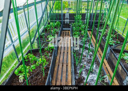 Tomaten-, Gurken- und Zwiebelkeimlinge, die im Gewächshaus mit Holzsteg und Stützstangen wachsen. Schweden. Stockfoto