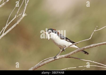 Rothaarige Krabbelgarne (Lanius Senator) Stockfoto