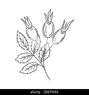 Niedliche Blume Illustration in Handzeichnung Stil. Schwarzweiß. Hagebuttensymbol auf weißem Hintergrund. Design zum Ausmalen von Büchern, Spielen Stock Vektor