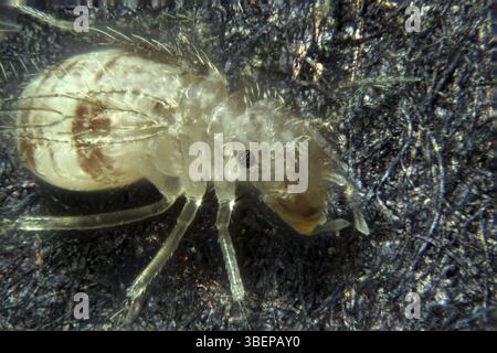 Staublaus (Psocoptera) Stockfoto
