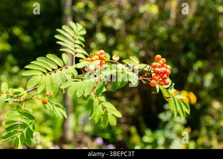 St. Gallen, Schweiz, 14. Juli 2024 Sorbus Acuparia oder rowan Pflanze im Botanischen Garten Stockfoto