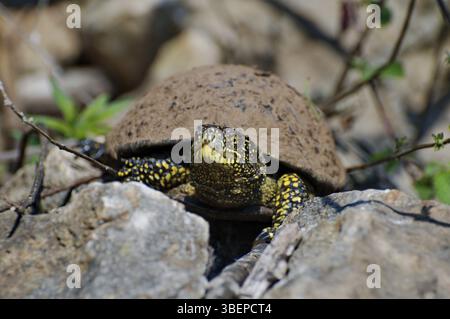 Porträt einer Teichschildkröte (Emy orbicularis hellenica) Stockfoto