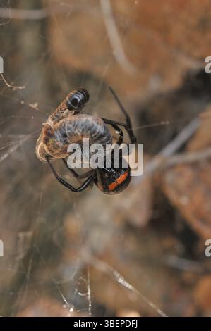Falsche schwarze Witwe (Steatoda paykulliana) Stockfoto