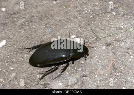 Großer Silberkäfer (hydrous piceus) Stockfoto