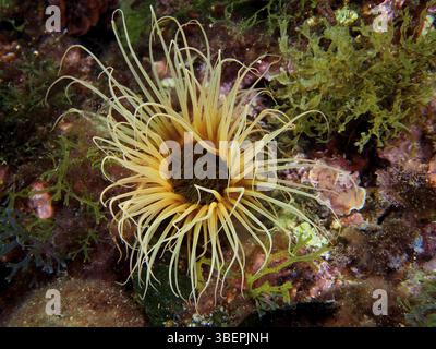 Zylinderrose (Cerianthus membranaceus) Stockfoto