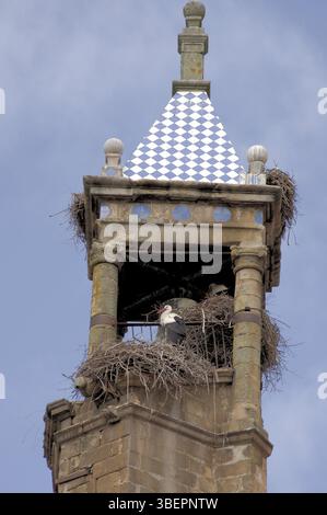 Storchennest in Trujillo, Extremadura (ciconia ciconia) Stockfoto