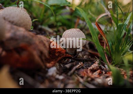 Eine detaillierte Makroaufnahme zeigt eine Ansammlung kleiner, weißer, strukturierter Papageienpilze, die von einem Waldboden mit üppigem grünem Gras und Deka auftauchen Stockfoto