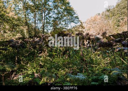 Ein fesselnder Blick auf ein sterbendes Sonnenblumenfeld im Herbst, das hängende dunkelköpfige Blüten inmitten von üppigem Grün und Bäumen, die in warmer Sonne getaucht sind, zeigt Stockfoto