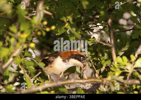 Rothaarige Krabbelgarne (Lanius Senator) Stockfoto