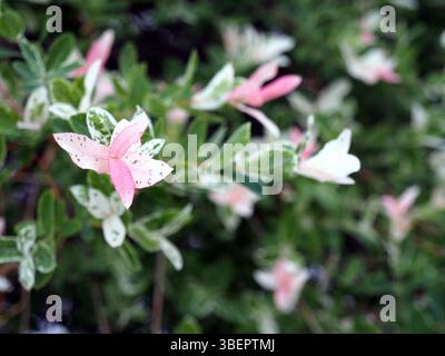 Frische rosa und weiße Blätter eines salix integra thunb. Wächst im Mai in Bonn, Deutschland. Stockfoto