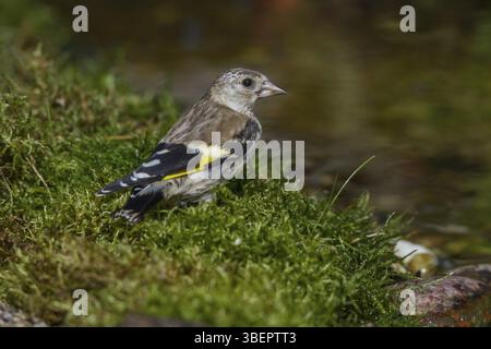 Goldfinch - Jungvogel an einem Bach (Carduelis carduelis) Stockfoto
