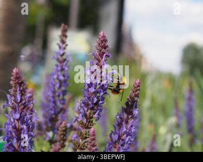 Isolierte Seitenansicht einer männlichen frühen Hummel (bombus pratorum) oder einer frühnistenden Hummel, die Pollen von einem blauen Salbei (salvia nemorosa) sammelt Stockfoto