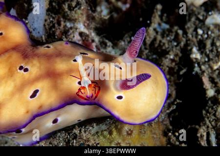 Chromodoris Nacktschnecke, Risbecia tryoni, mit Kaisergarnelen, Periclimenes Imperator, Milne Bay, Papua-Neuguinea, Pazifik Stockfoto