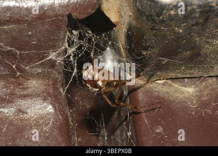Falsche schwarze Witwe (Steatoda nobilis) Stockfoto